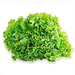 Lechuga Crespa Verde x unidad.